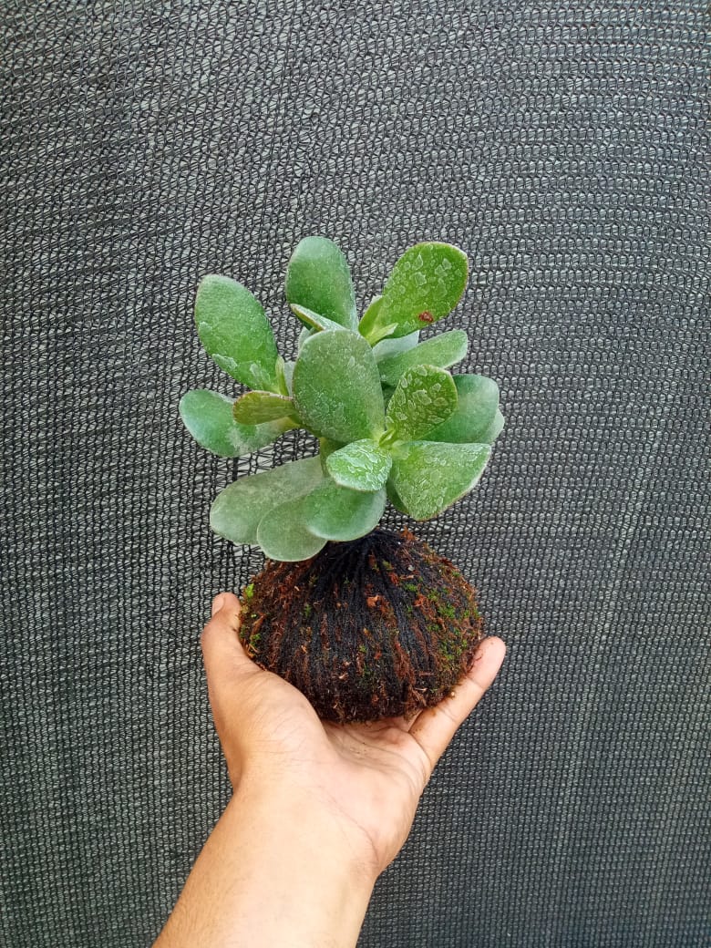 Kokedama Crassula Ovata Jade Plant