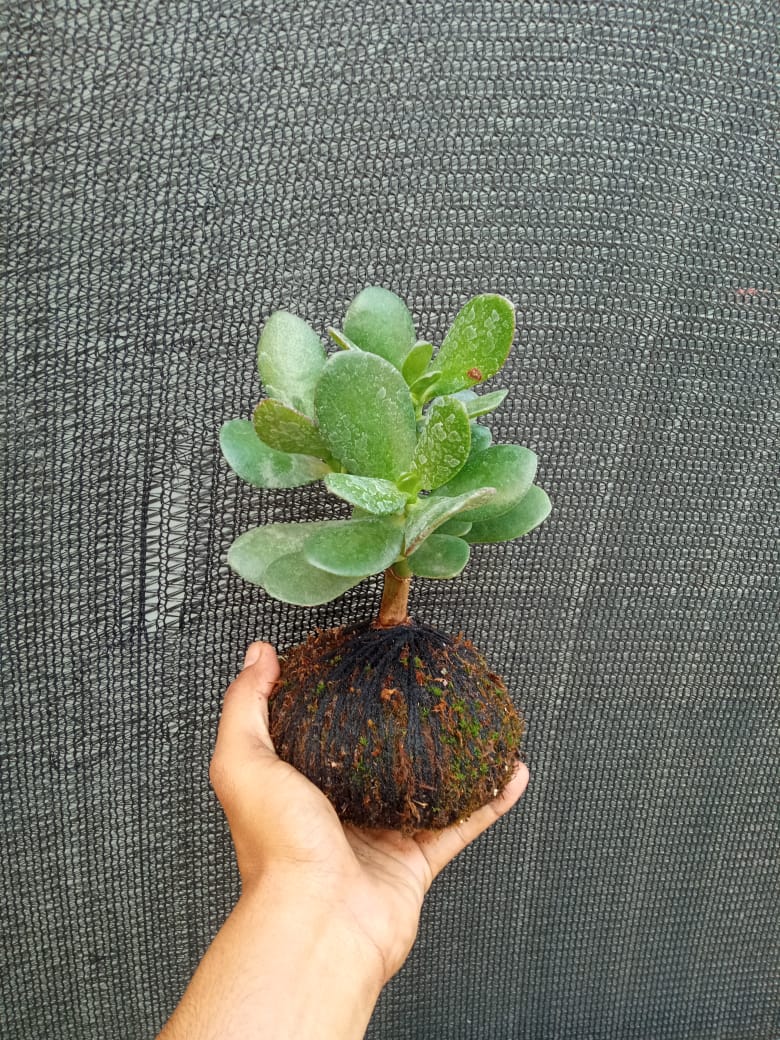 Kokedama Crassula Ovata Jade Plant