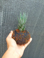 Kokedama Haworthia Fasciata Plant