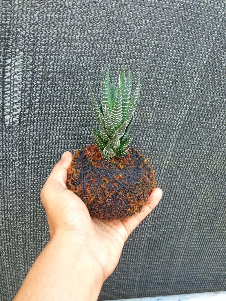 Kokedama Haworthia Fasciata Plant
