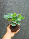 Kokedama Peperomia Obtusifolia  Plant