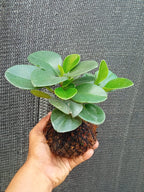 Kokedama Peperomia Obtusifolia  Plant