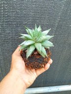 Kokedama Haworthia Spider Plant