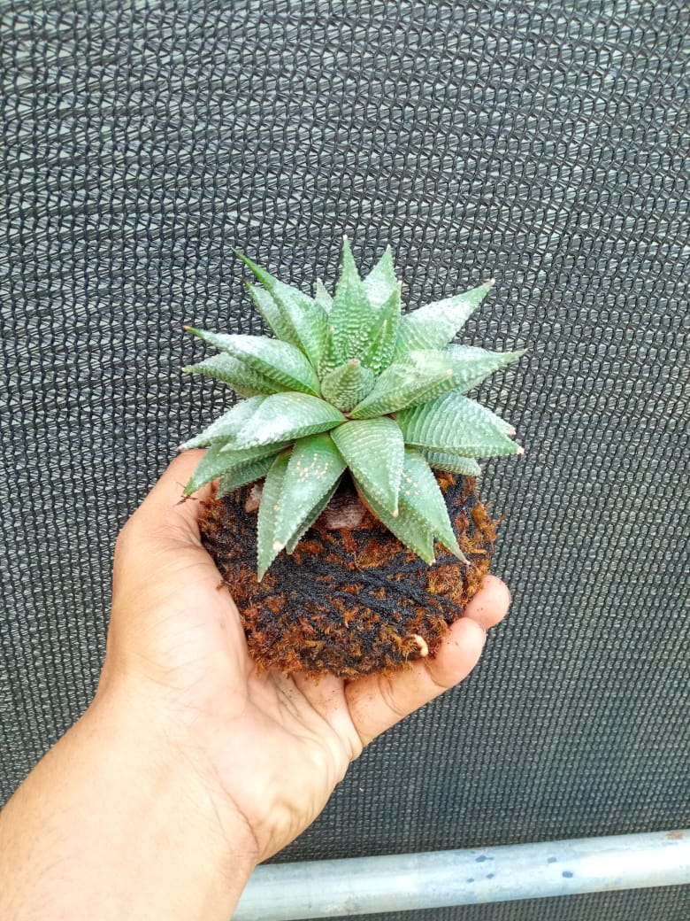Kokedama Haworthia Spider Plant