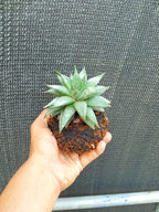 Kokedama Haworthia Spider Plant