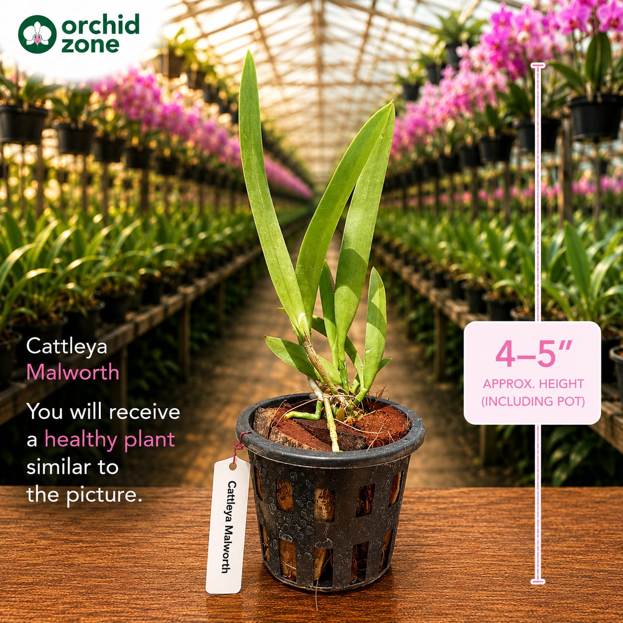 Catteliya  Malworth medium Orchid Plant -With Orchid Pot