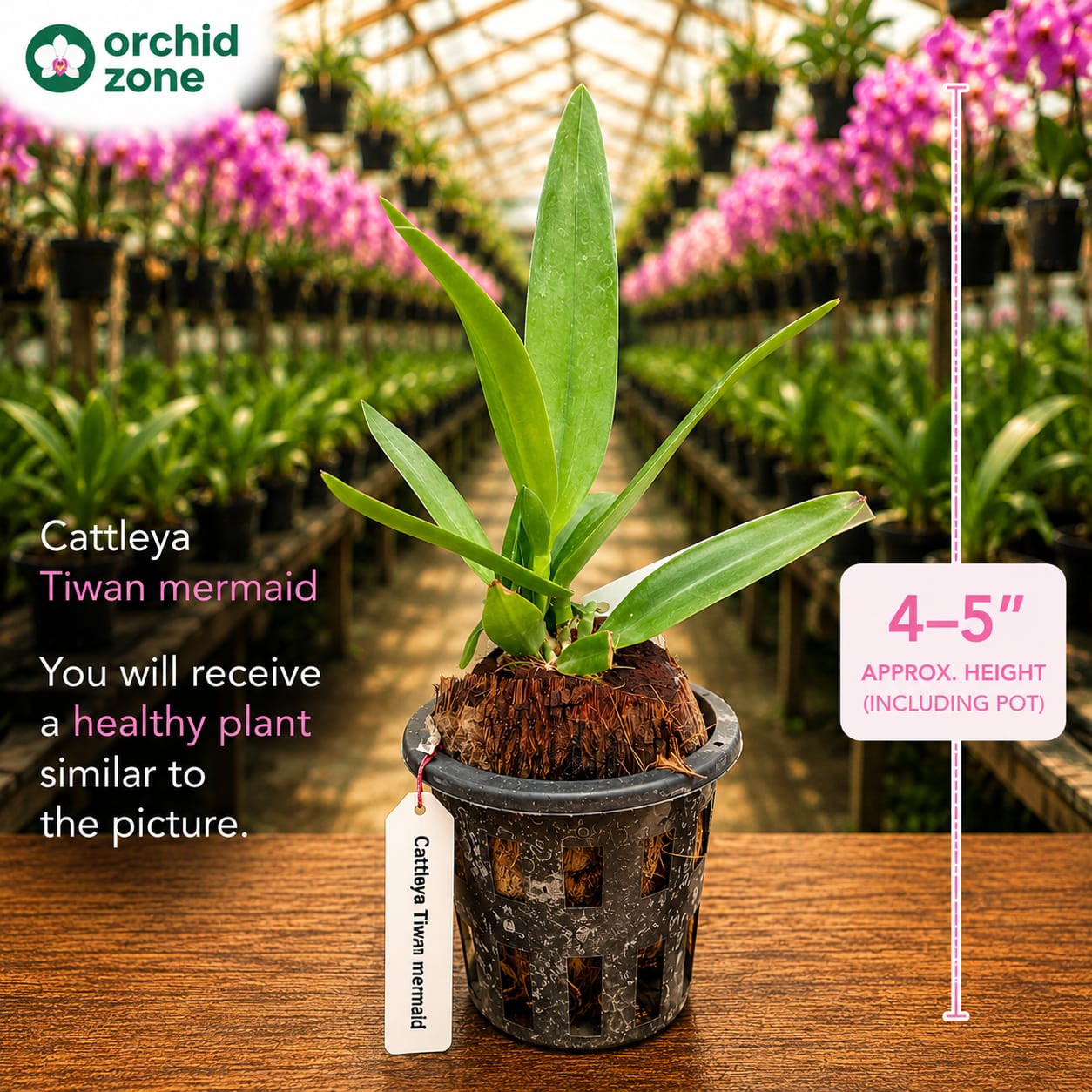 Catteliya Rlc Nakornchaisri Delight .Medium Orchid Plant -With Orchid Pot