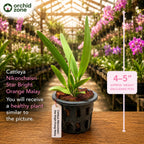 Catteliya Nikomosri Starbright Orange Malay Medium Orchid Plant -With Orchid Pot
