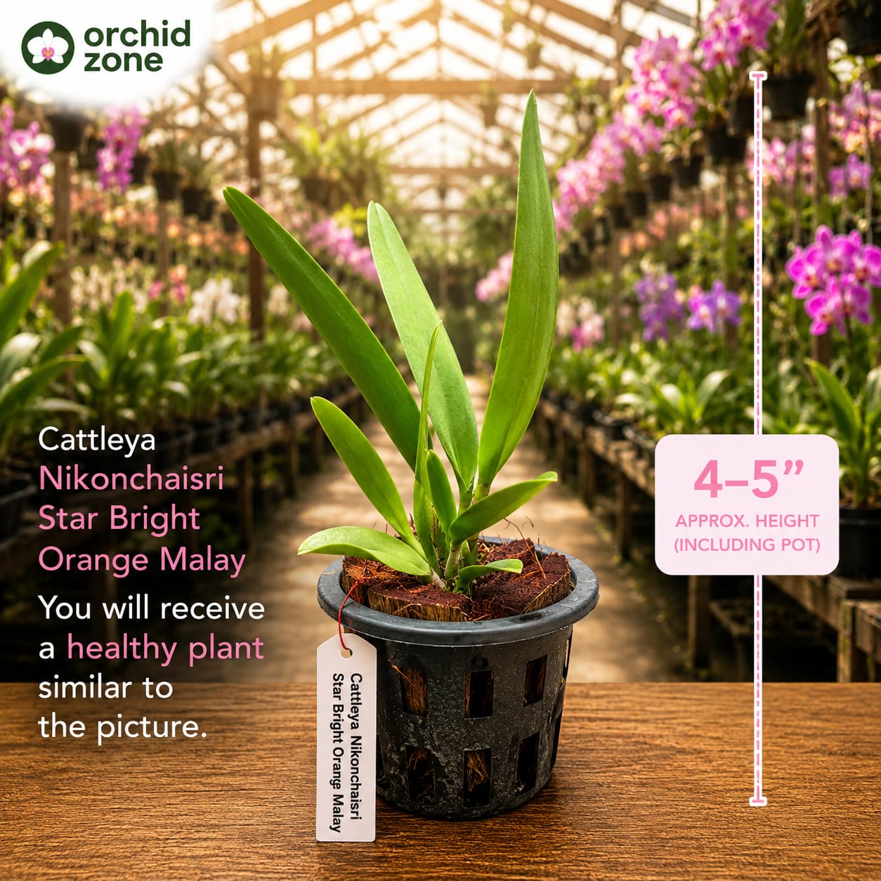 Catteliya Nikomosri Starbright Orange Malay Medium Orchid Plant -With Orchid Pot