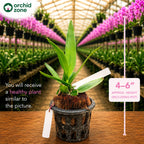 Catteliya Buradeking Wonder Lakeland Medium Orchid Plant -With Orchid Pot