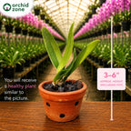 Cattleya Mem Robert Strait Blue Hawaii Medium Orchid Plant -With Terracota Pot