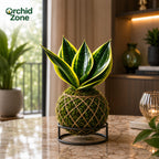 Kokedama Sansevieria Margarita Plant