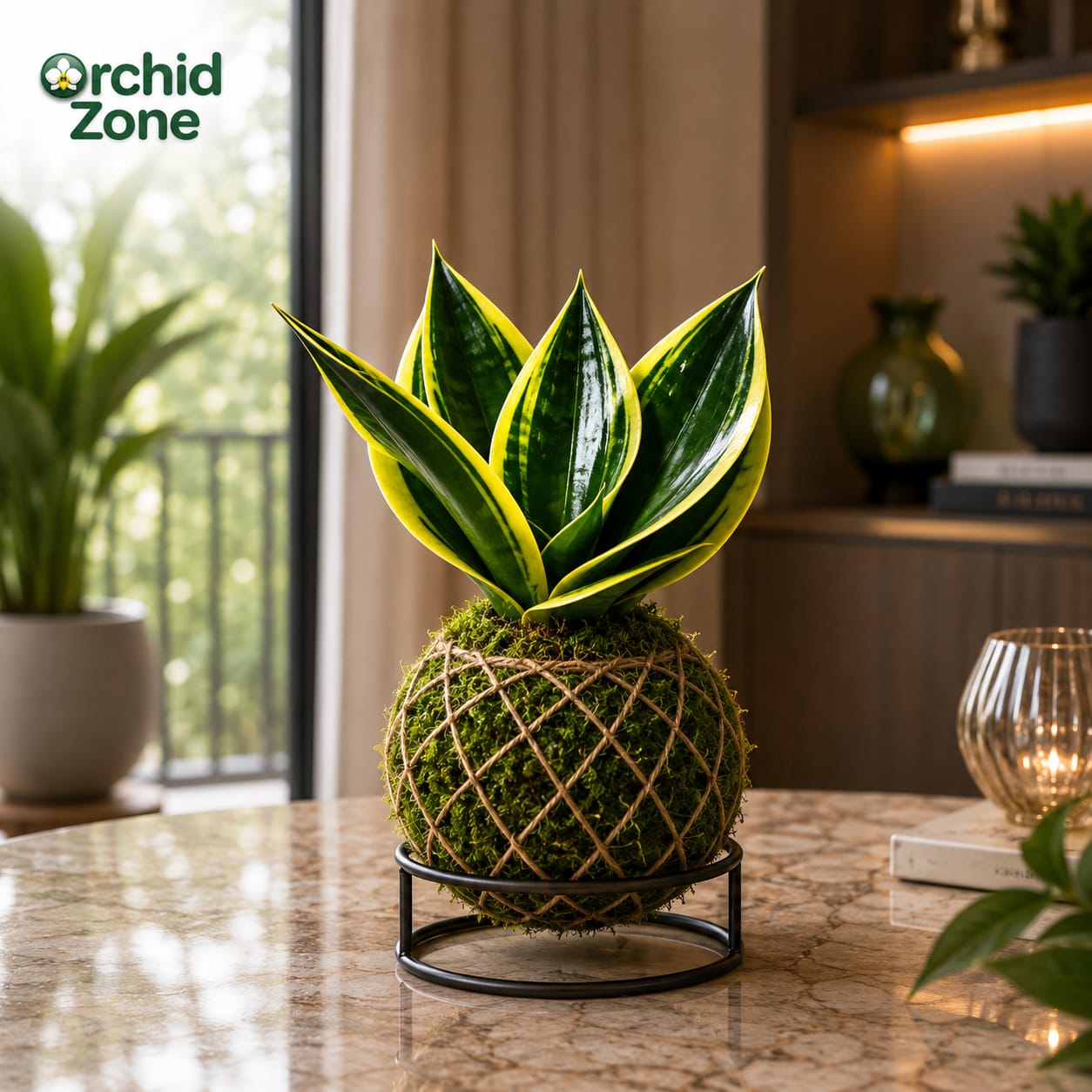 Kokedama Sansevieria Margarita Plant