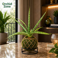 Kokedama Sansevieria Silver Steel Plant