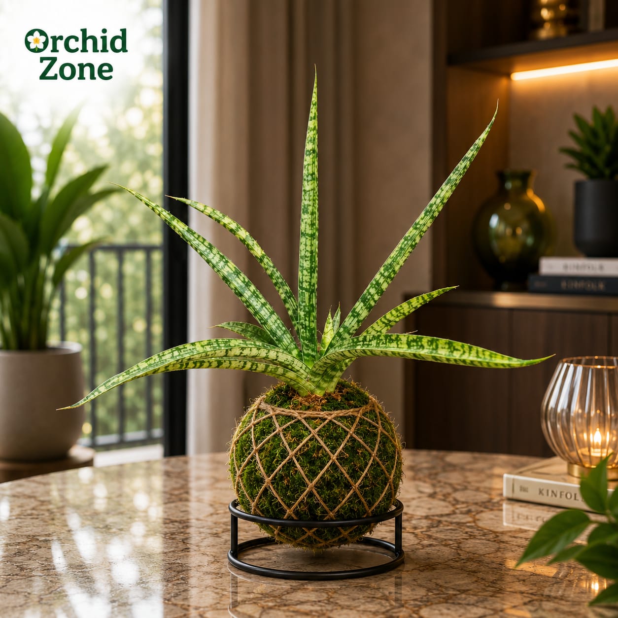 Kokedama Sansevieria Silver Steel Plant