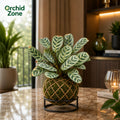 Kokedama Calathea Burle Marx Plant