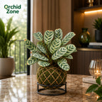 Kokedama Calathea Burle Marx Plant