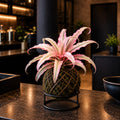 Kokedama Cryptanthus Light Pink
