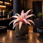 Kokedama Cryptanthus Light Pink