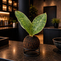 Kokedama Sansevieria Elephant indoor Plant