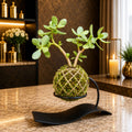 Kokedama Crassula Ovata Jade Plant