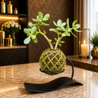 Kokedama Crassula Ovata Jade Plant