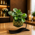Kokedama Peperomia Obtusifolia  Plant