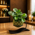 Kokedama Peperomia Obtusifolia  Plant