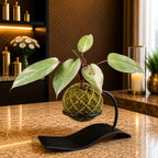 Kokedama Philodendron Black Prince