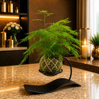 Kokedama Asparagus Fern
