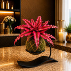 Kokedama Cryptanthus Red Plant