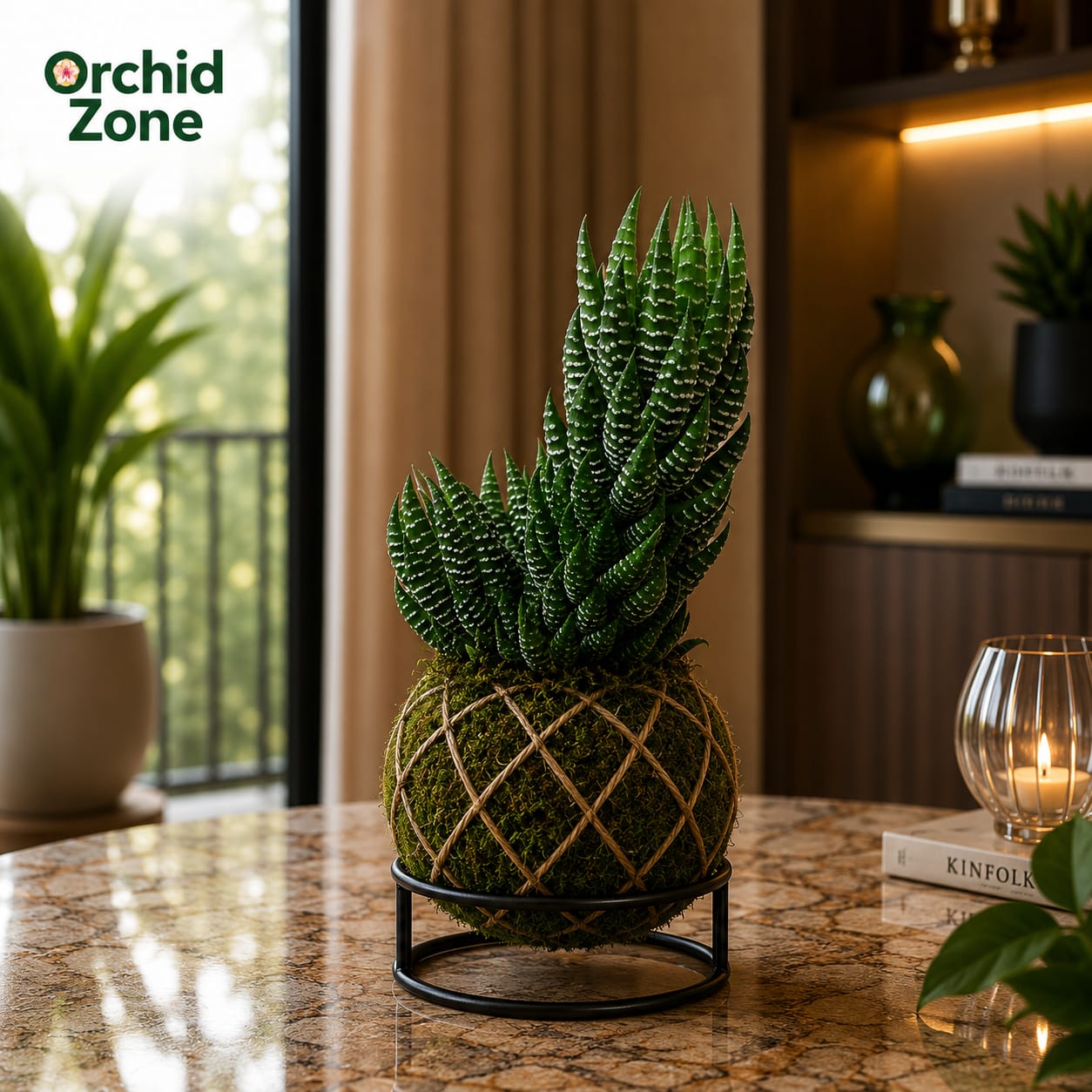 Kokedama Haworthia Fasciata Plant