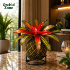 Kokedama Bromeliad