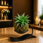 Kokedama Haworthia Limifolia Plant