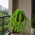 Kokedama Foxtail Fern