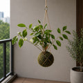 Kokedama Hoya Polyneura