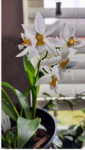 Coelogyne Ochracea Spesis Orchid Plant