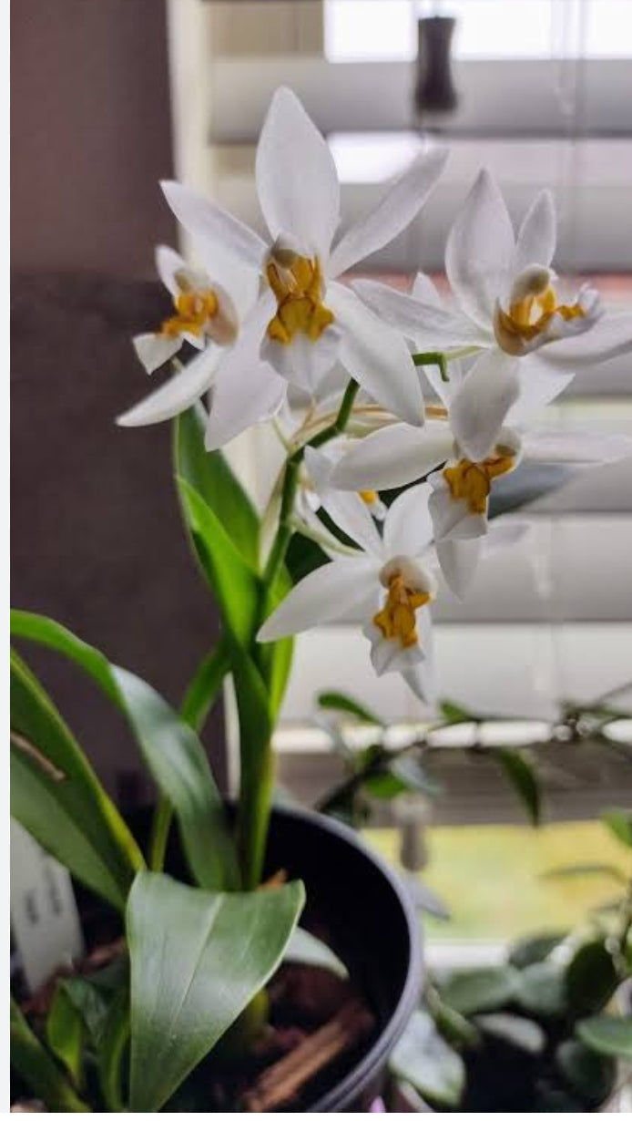 Coelogyne Ochracea Spesis Orchid Plant