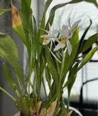 Coelogyne Ochracea Spesis Orchid Plant