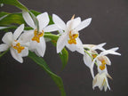 Coelogyne Ochracea Spesis Orchid Plant