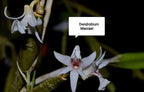 Dendrobium Macraei Spesis Orchid Plant