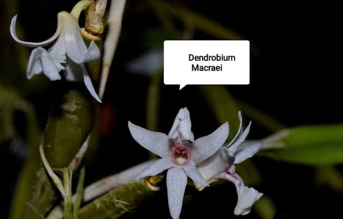 Dendrobium Macraei Spesis Orchid Plant
