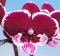 Phalaenopsis Jincheng Iceberg Beauty Orchid Plant
