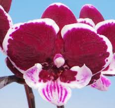 Phalaenopsis Jincheng Iceberg Beauty Orchid Plant