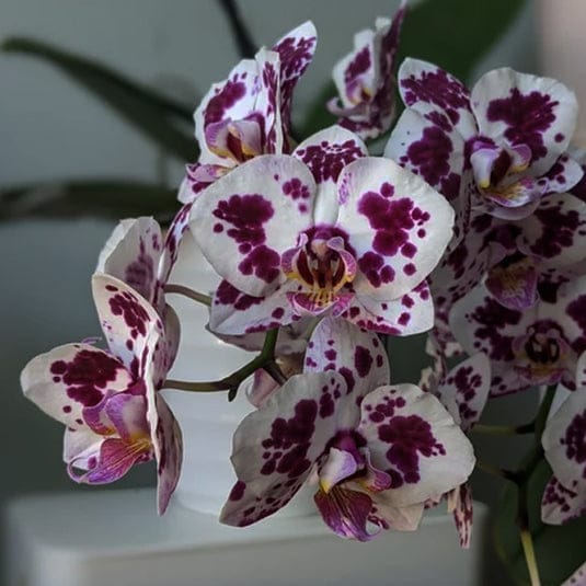 Phalaenopsis Picasso Orchid Plant