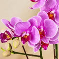 Phalaenopsis Promise Orchid Plant