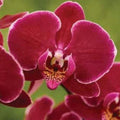 Phalaenopsis Cat Face Orchid Plant