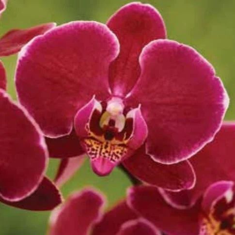 Phalaenopsis Cat Face Orchid Plant