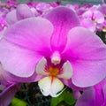 Phalaenopsis Flora Orchid Plant