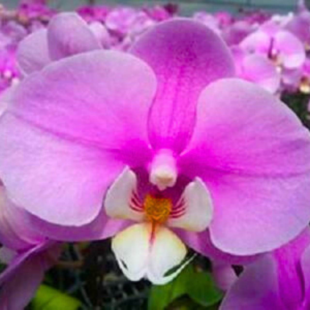 Phalaenopsis Flora Orchid Plant